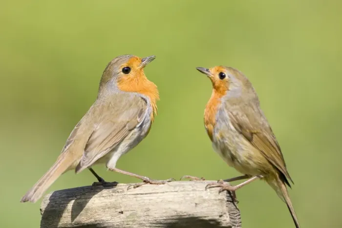 Framed Print : Robin Two adults perched on wooden garden fork handle Norfolk UK Framed Print : Robin Two adults perched on wooden garden fork handle Norfolk UK