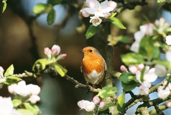 Robin - in apple blossom