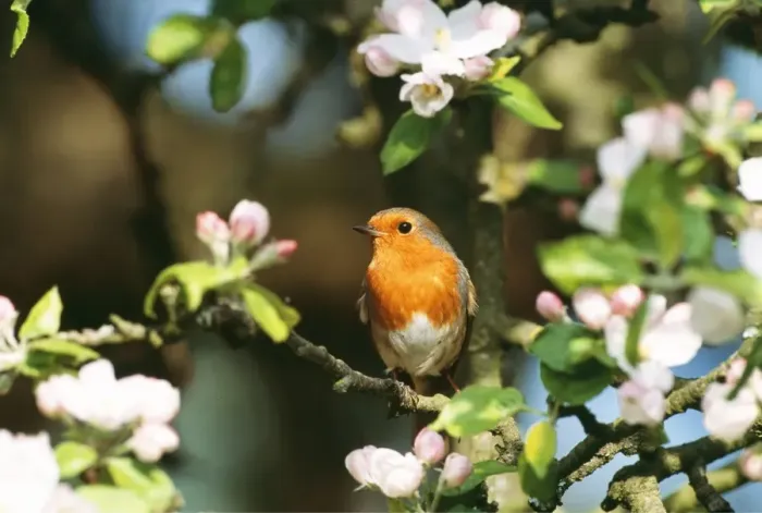 Framed Print : Robin - in apple blossom Framed Print : Robin - in apple blossom