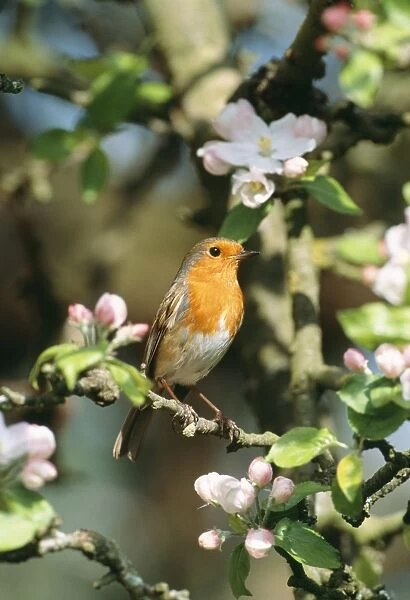 Robin - in Apple Blossom