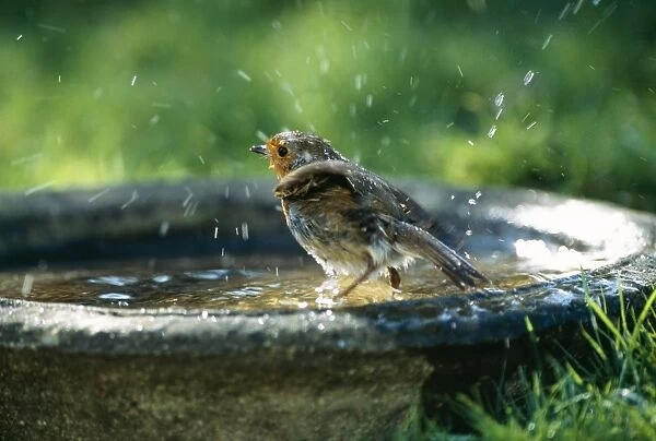 Robin On bird bath