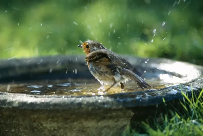 Framed Print : Robin On bird bath Framed Print : Robin On bird bath