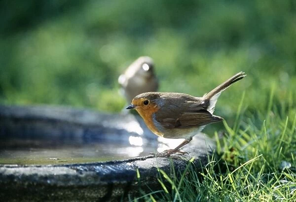Robin - on bird bath