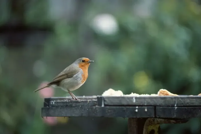 Framed Print : Robin - at bird table Framed Print : Robin - at bird table