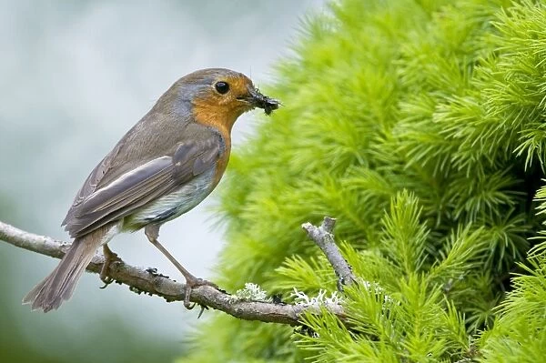 Robin - on branch with food in bill - Lincolnshire - UK