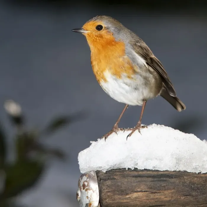 Framed Print : Robin - close up on snow covered spade handle UK Framed Print : Robin - close up on snow covered spade handle UK