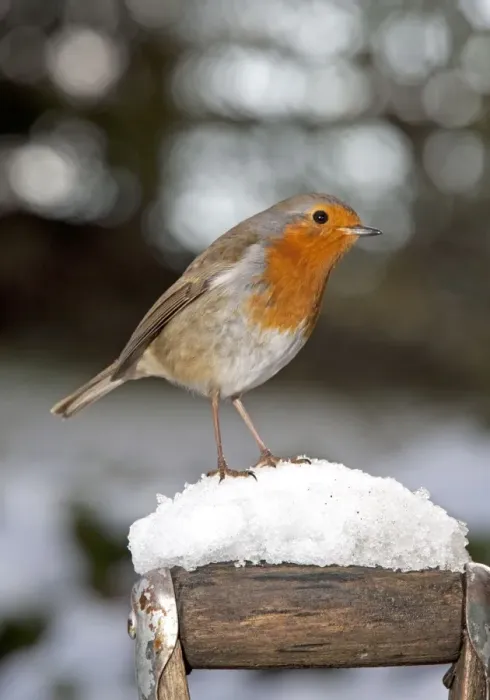 Framed Print : Robin- close up on snow covered spade handle UK Framed Print : Robin- close up on snow covered spade handle UK