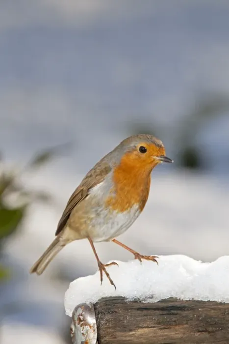 Framed Print : Robin - close up on snow covered spade handle UK Framed Print : Robin - close up on snow covered spade handle UK