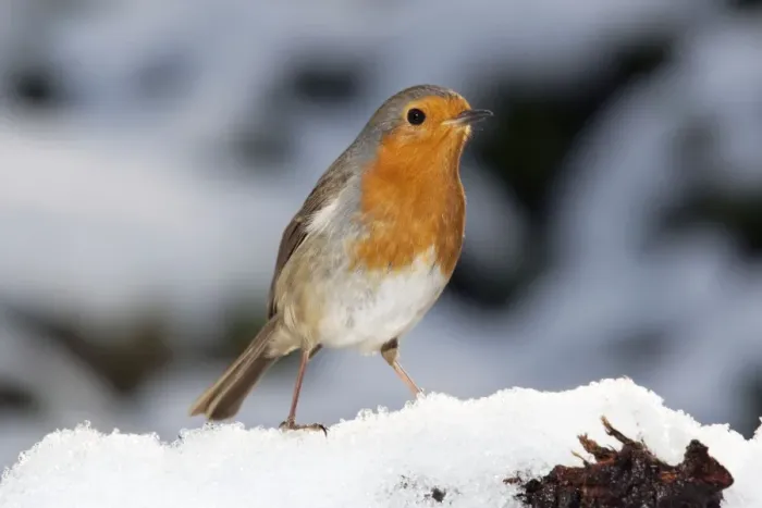 Framed Print : Robin - close up in snow UK Framed Print : Robin - close up in snow UK