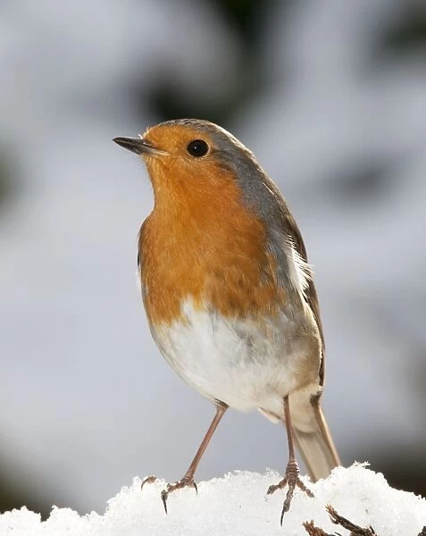 Robin - close up in snow UK