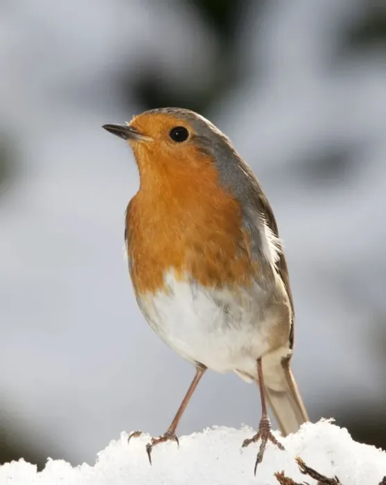 Framed Print : Robin - close up in snow UK Framed Print : Robin - close up in snow UK