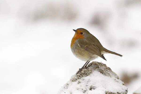 Robin - on a cold winters morning - December - Cannock Chase - Staffordshire - England