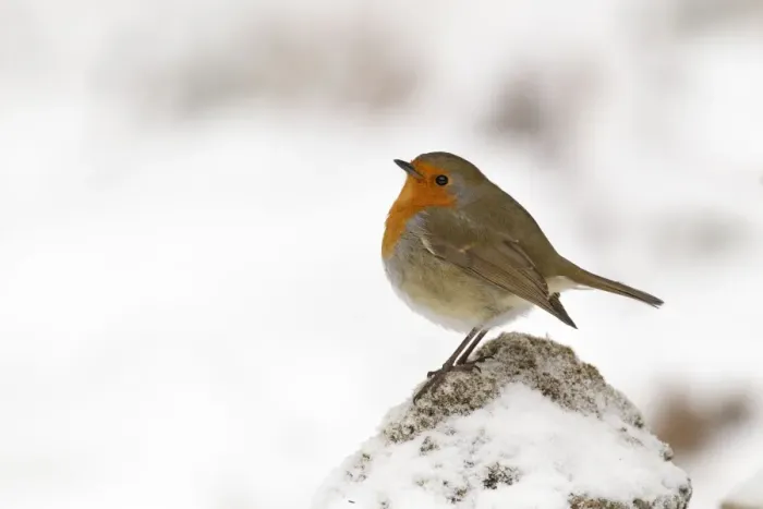 Framed Print : Robin - on a cold winters morning - December - Cannock Chase - Staffordshire - England Framed Print : Robin - on a cold winters morning - December - Cannock Chase - Staffordshire - England