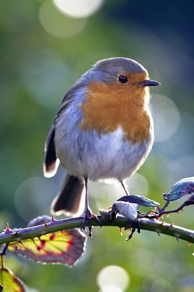 Robin - Cornwall - UK