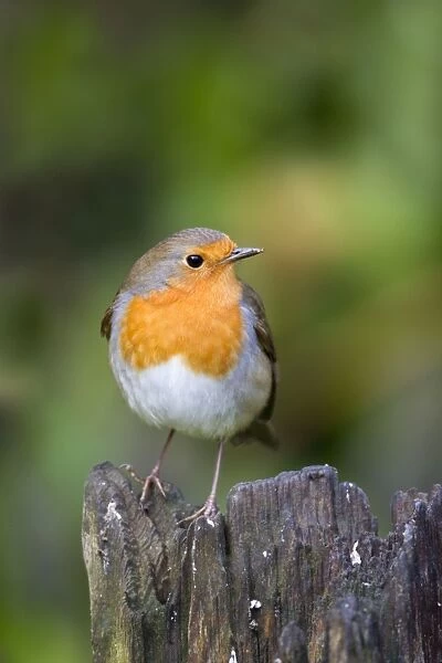 Robin - Cornwall - UK