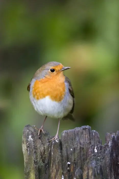 Framed Print : Robin - Cornwall - UK Framed Print : Robin - Cornwall - UK