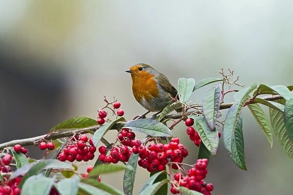 Robin - on cotoneaster berries - Bedfordshire UK 8807