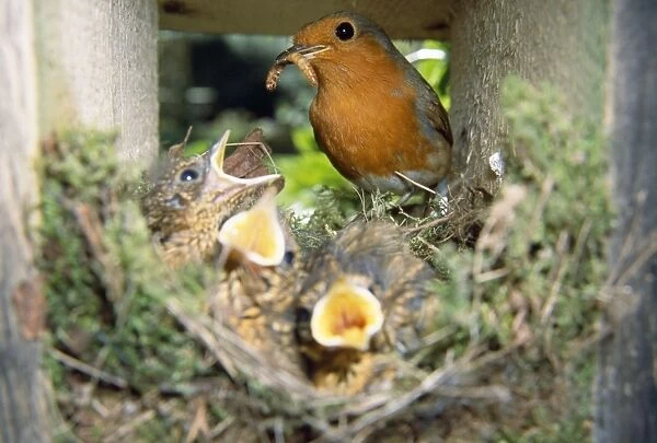 Robin - feeding young in nest