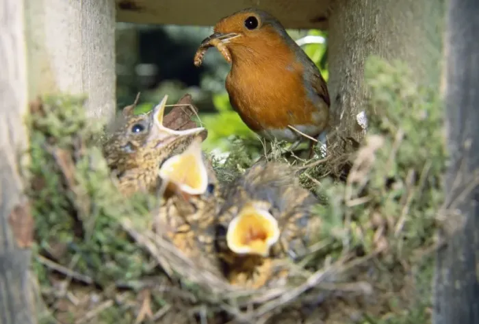 Framed Print : Robin - feeding young in nest Framed Print : Robin - feeding young in nest