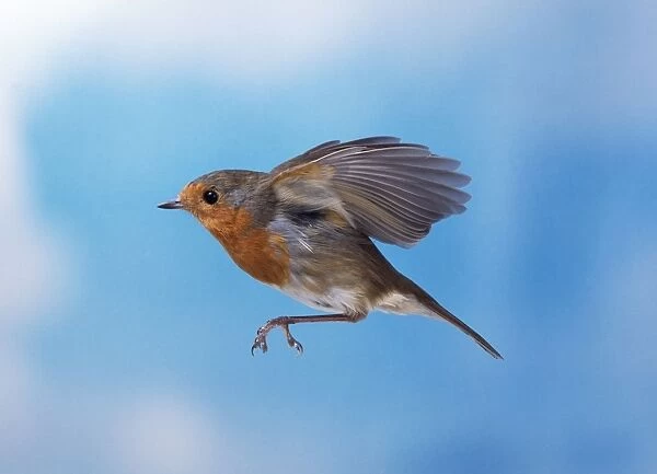 Robin - in flight