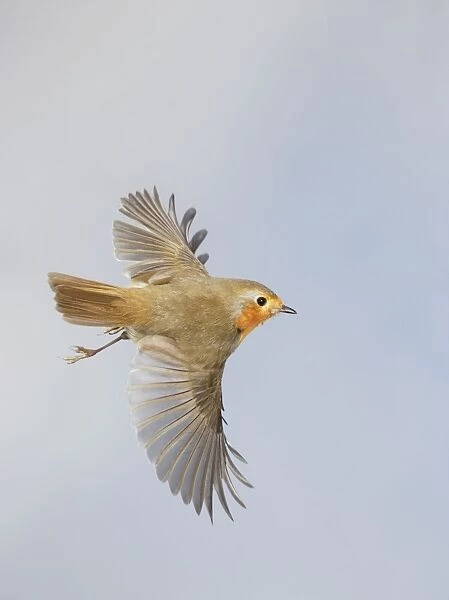 Robin - in flight - Bedfordshire - UK 006885