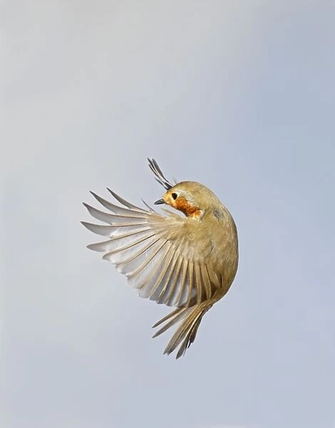 Robin - in flight - Bedfordshire - UK 006888