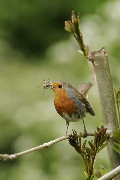 Robin - With food near nest on ash twig front view. Bedfordshire UK 054