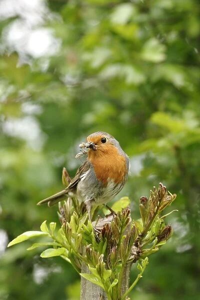 Robin - With food near nest on ash front view. Bedfordshire UK 053