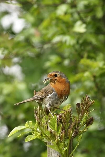 Robin - With food near nest on ash side view. Bedfordshire UK 055