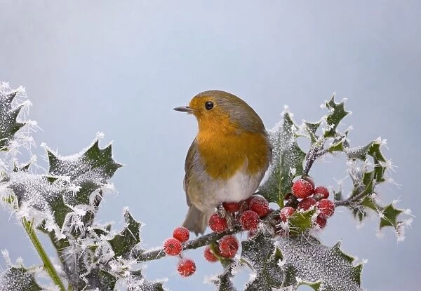 Robin – on frosted holly Bedfordshire UK 003395
