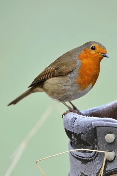 Robin on frosty boot