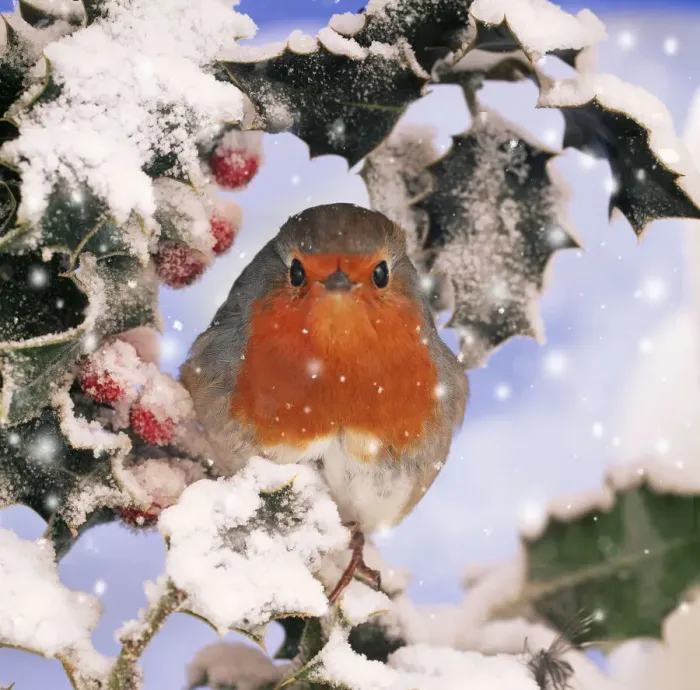 Framed Print : ROBIN - in frozen Holly Framed Print : ROBIN - in frozen Holly
