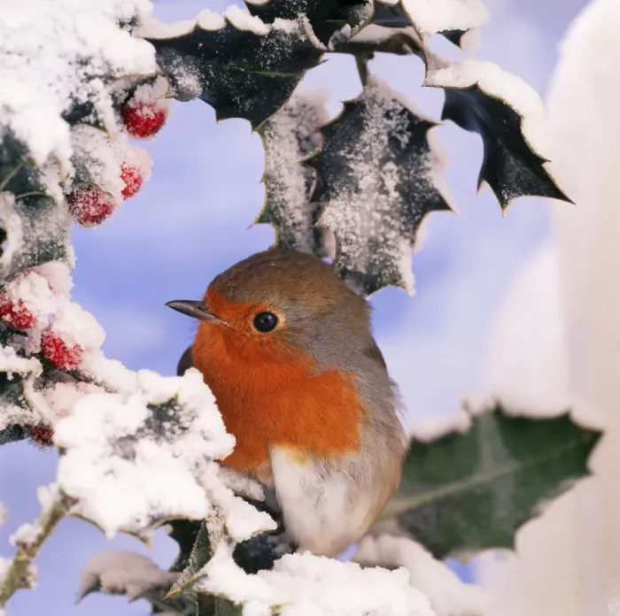 Framed Print : Robin In Frozen Holly Framed Print : Robin In Frozen Holly