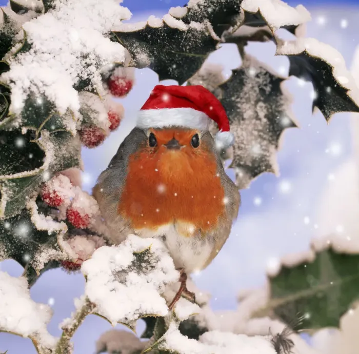 Framed Print : ROBIN - in frozen Holly wearing red Christmas Santa hat