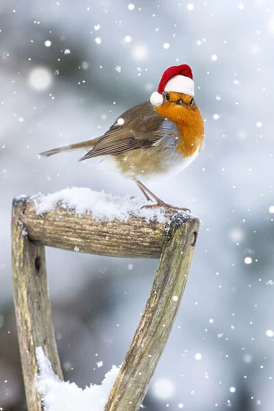 Robin on garden Fork Handle in winter snow wearing a red Christmas Santa hat