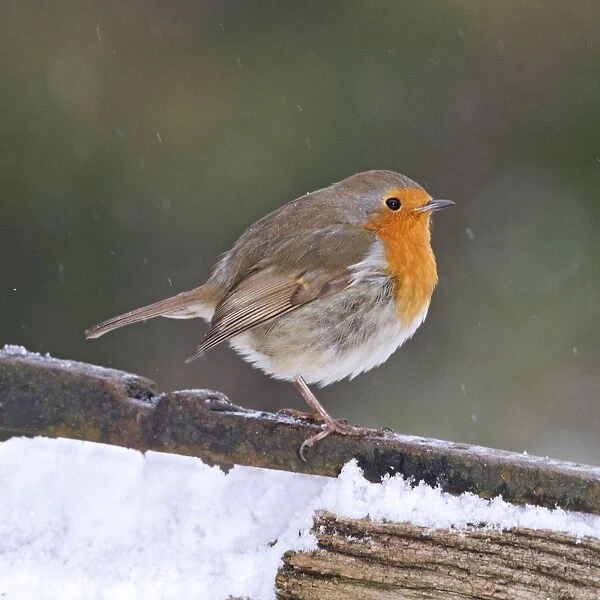 Robin - on gate in falling snow - Bedfordshire UK 008006