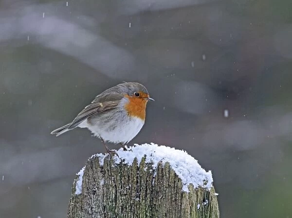 Robin - on gate post in falling snow - Bedfordshire UK 00805