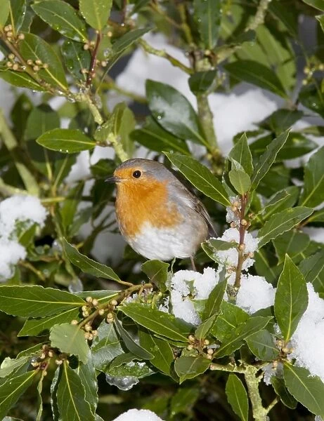 Robin - in green bush with snow - UK