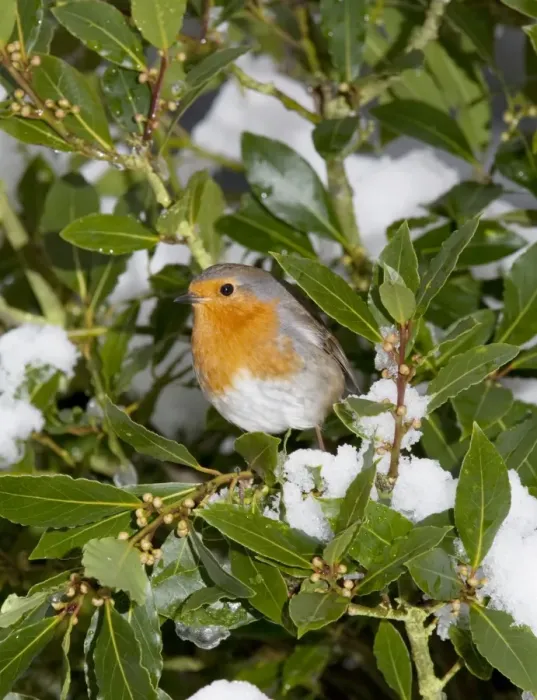 Framed Print : Robin - in green bush with snow - UK Framed Print : Robin - in green bush with snow - UK