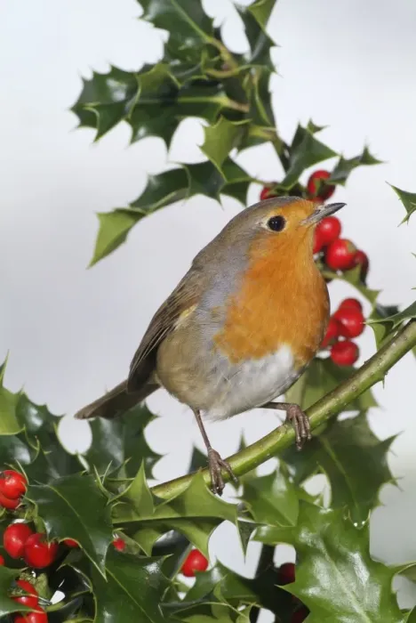 Framed Print : Robin on holly Framed Print : Robin on holly