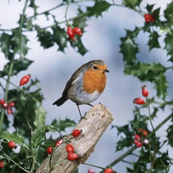 Robin - with holly & Rosehips