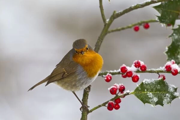 Robin - on Holly in snow - West Wales UK 11916