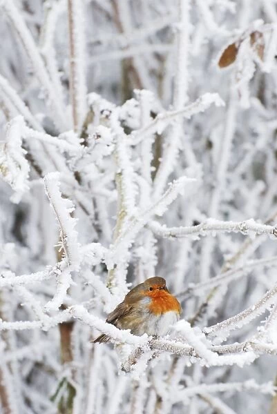 Robin in intensely cold frosty weather, minus 5 degrees Celsius, with feathers puffed up to keep warm