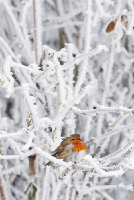 Framed Print : Robin in intensely cold frosty weather, minus 5 degrees Celsius, with feathers puffed up to keep warm Framed Print : Robin in intensely cold frosty weather, minus 5 degrees Celsius, with feathers puffed up to keep warm