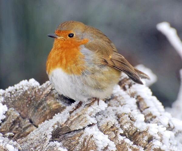Robin in intensely cold frosty weather, minus 5 degrees Celsius, with feathers puffed up to keep warm