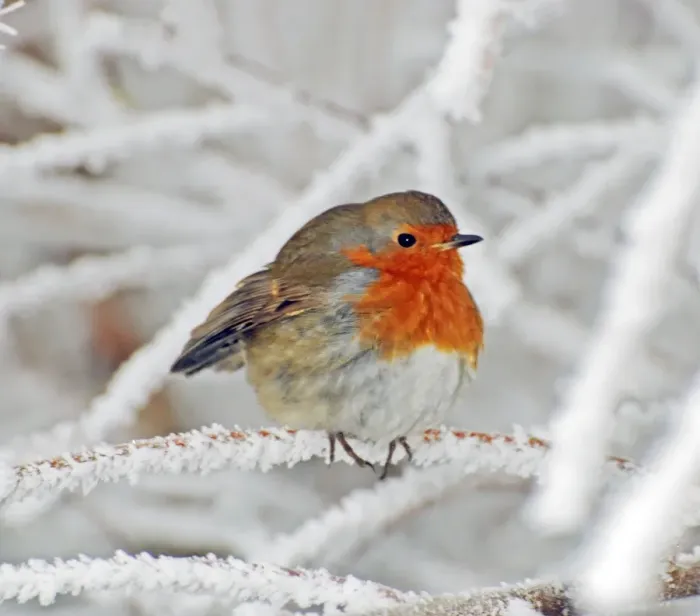 Framed Print : Robin in intensely cold frosty weather, minus 5 degrees Celsius, with feathers puffed up to keep warm Framed Print : Robin in intensely cold frosty weather, minus 5 degrees Celsius, with feathers puffed up to keep warm