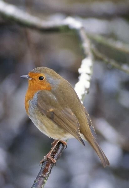 Robin - male in snow UK