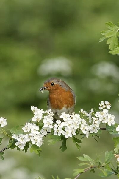 Robin - Near nest on May blossom front view. Bedfordshire UK 057
