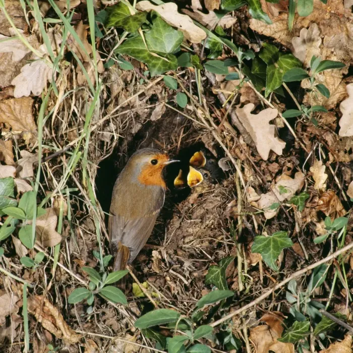 Framed Print : Robin - at nest with young Framed Print : Robin - at nest with young