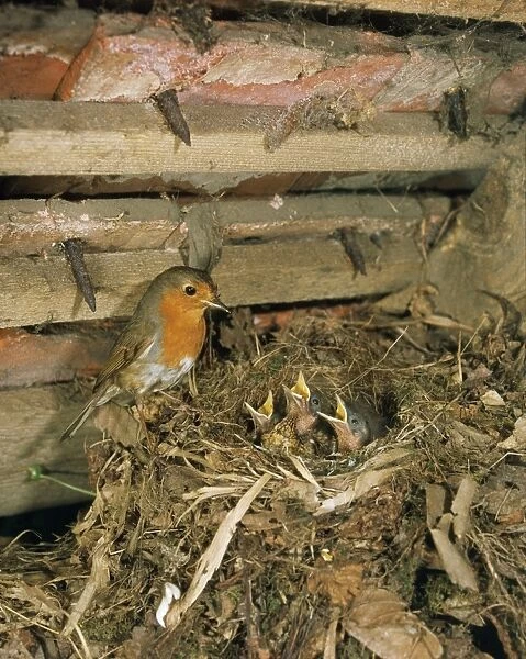 Robin - at nest with young